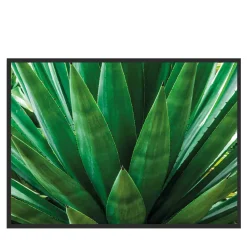 Agave Photograph