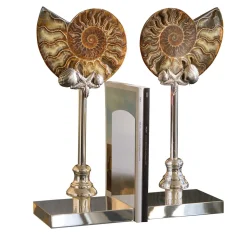 Ammonite Bookends