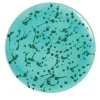 Aqua and Green Ceramic Decorative Plate