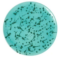 Aqua and Green Ceramic Decorative Plate