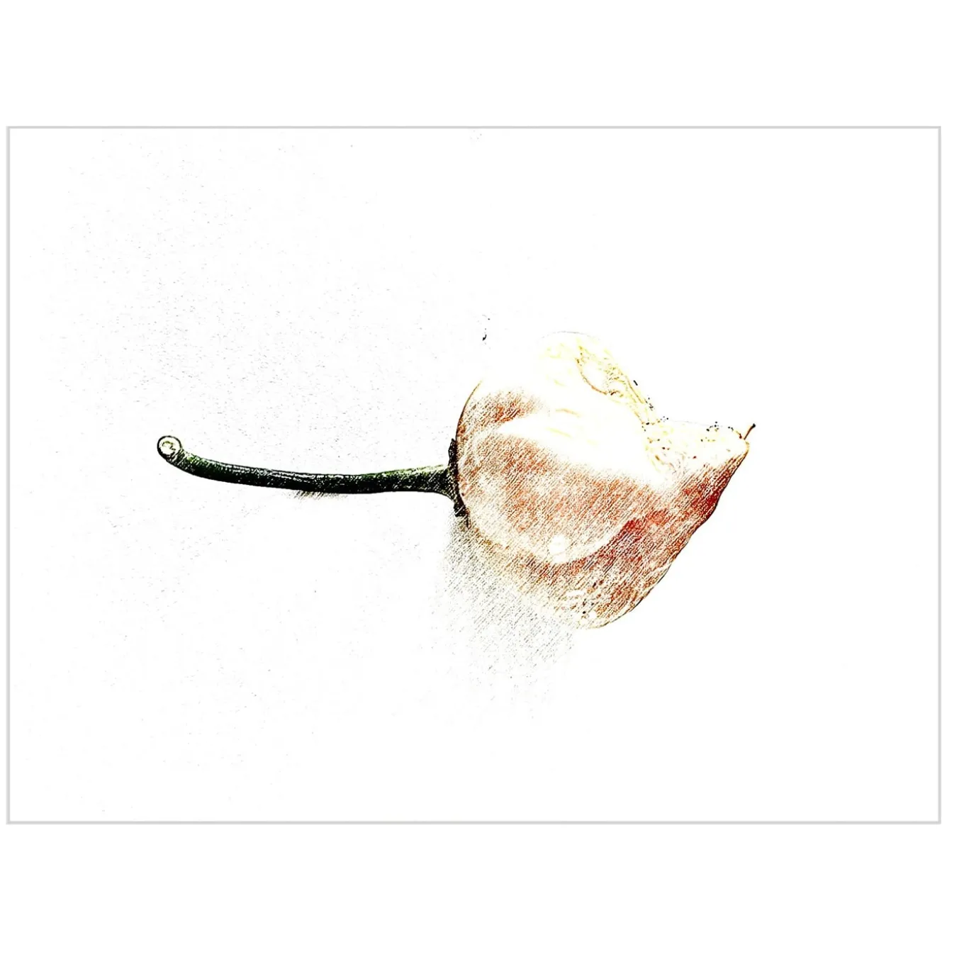 Capsicum Digital Drawing #2