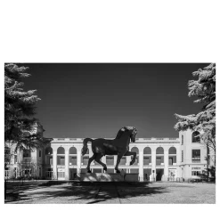 Cavallo di Leonardo #2 Photograph