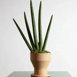 Erba Set of Terracotta Vase and Plant Saucer