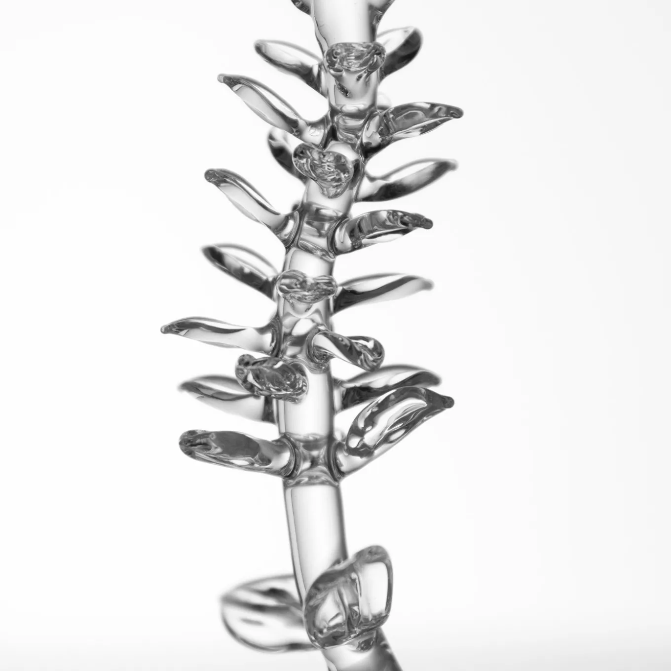 Honckenya Peploides Cocktail Glass