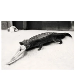 ICONICB_014 2016 Photograph