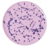 Lilac and Violet Ceramic Decorative Plate