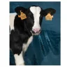 Moo Photographic Print