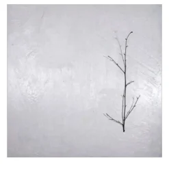 Naturalia et Mirabilia Barcellona Painting