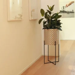 Nexum Optical 60 Gold Chachepot