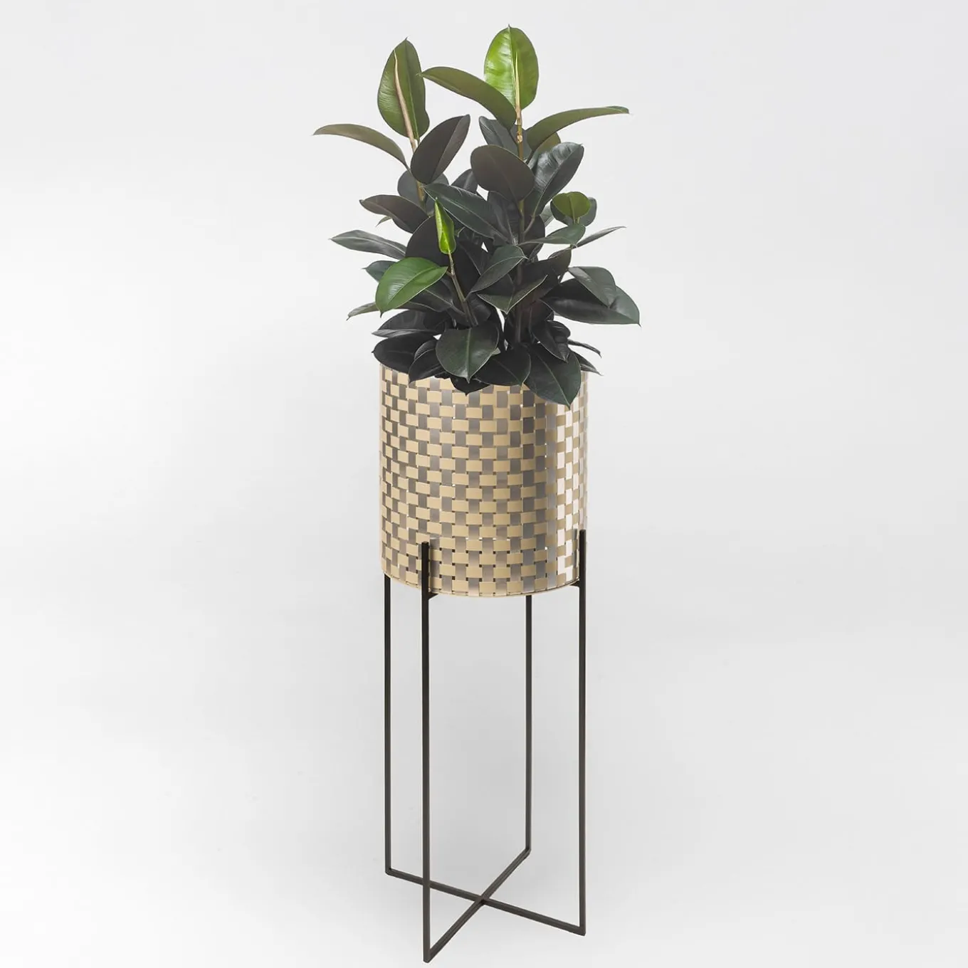 Nexum Optical 80 Gold Chachepot