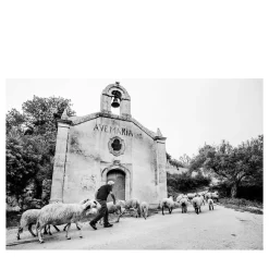 Pastore Ileo Black-And-White Photographic Print