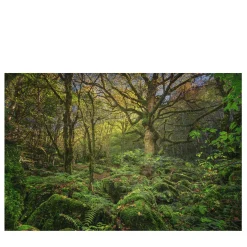 Patriarc of the Forest Photographic Print