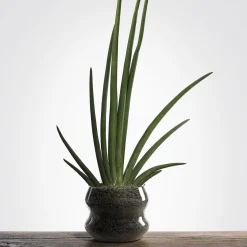 Peacock Glass Cachepot