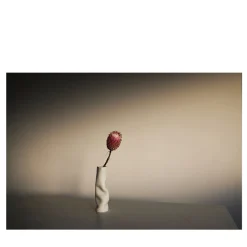 Protea in Asiago Limited Edition Photograph