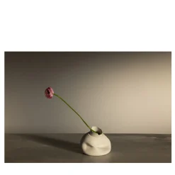 Ranunculus in Nove Limited Edition Photograph
