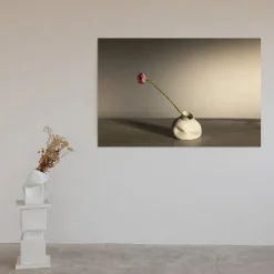 Ranunculus in Nove Limited Edition Photograph