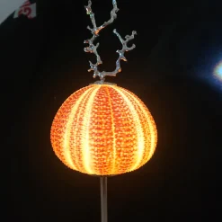 Rich-O Lamp Coral