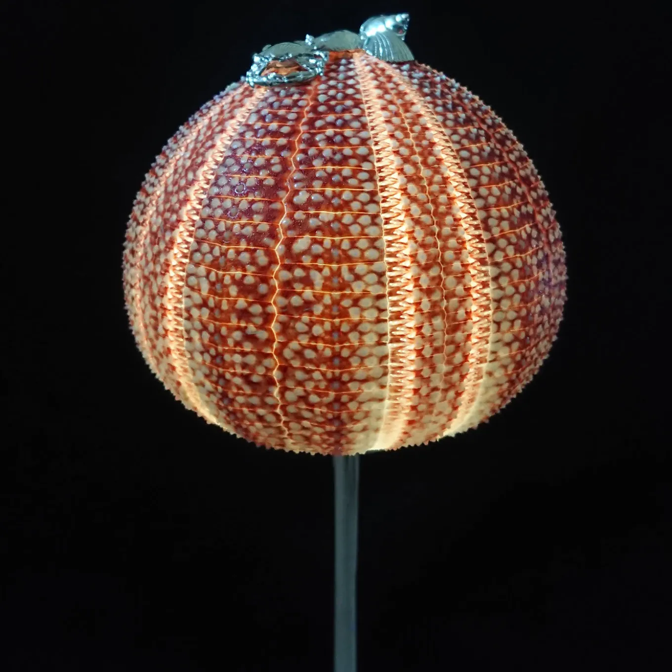 Rich-O Lamp Starfish