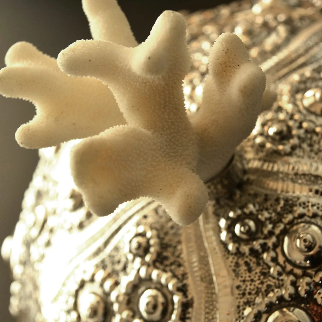 Silver Sea Urchin Box with Coral Lid