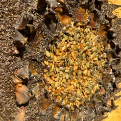 Supernova Abstract Painting