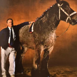 The Golden Horse Jewel Edition Book