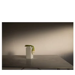 Tulips in Brenta Limited Edition Photograph